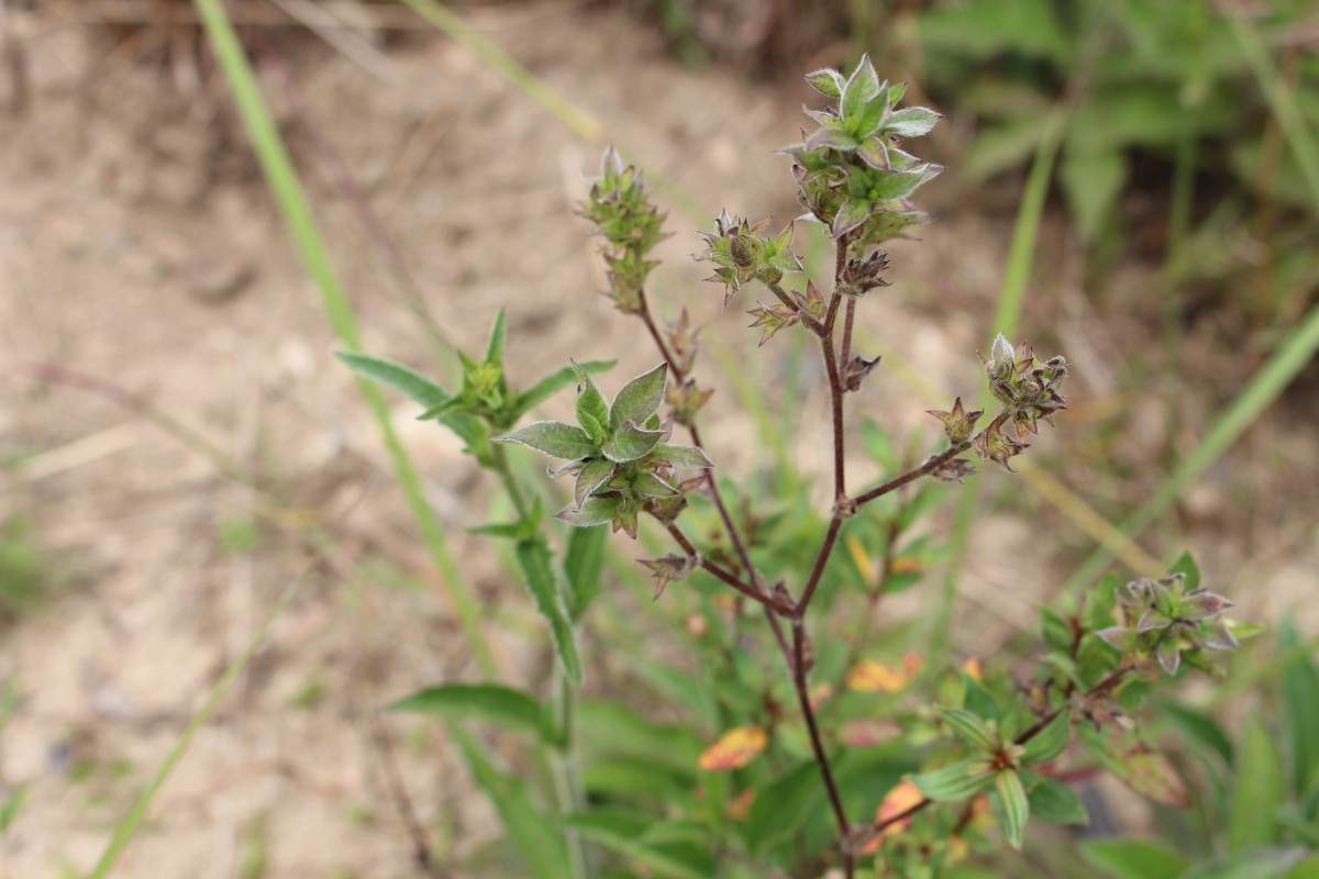 Elephantopus mollis Kunth